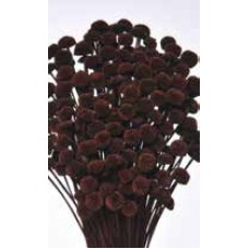 FLORAL BUTTONS Chocolate 18"